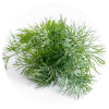 dill
